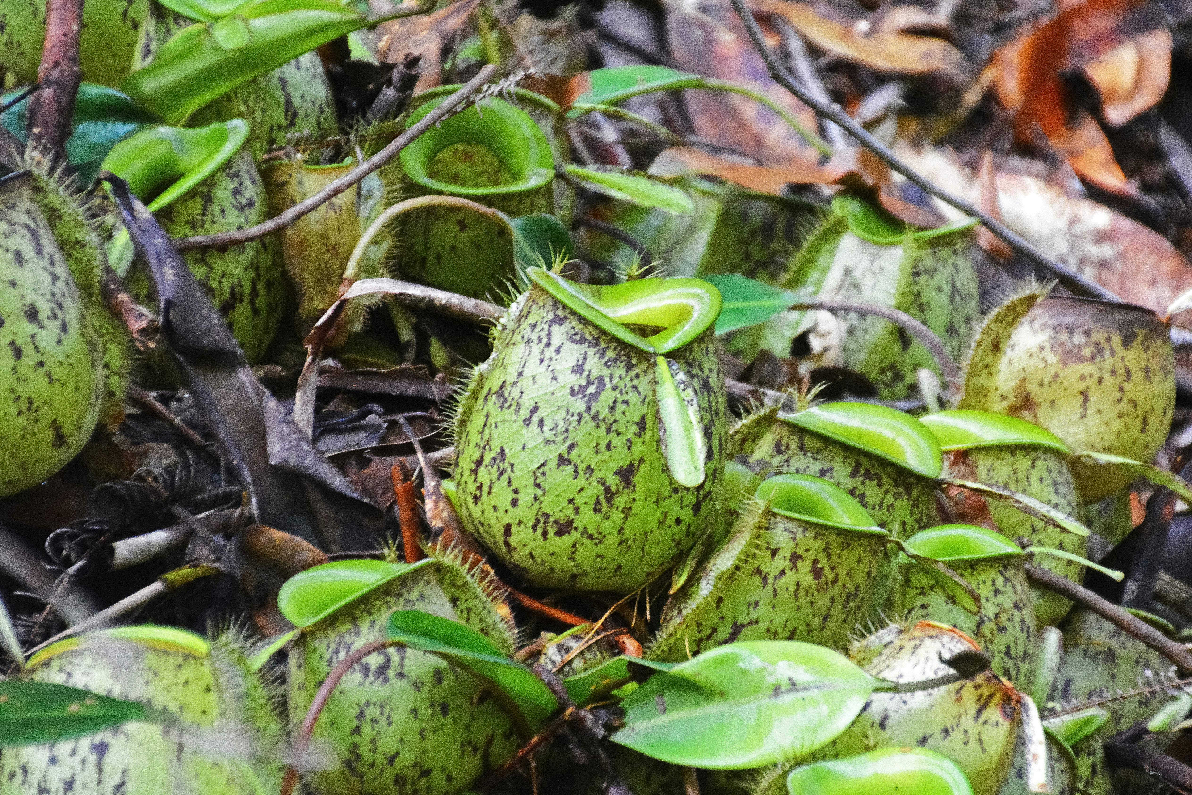 green and brown fruit on brown dried leaves
